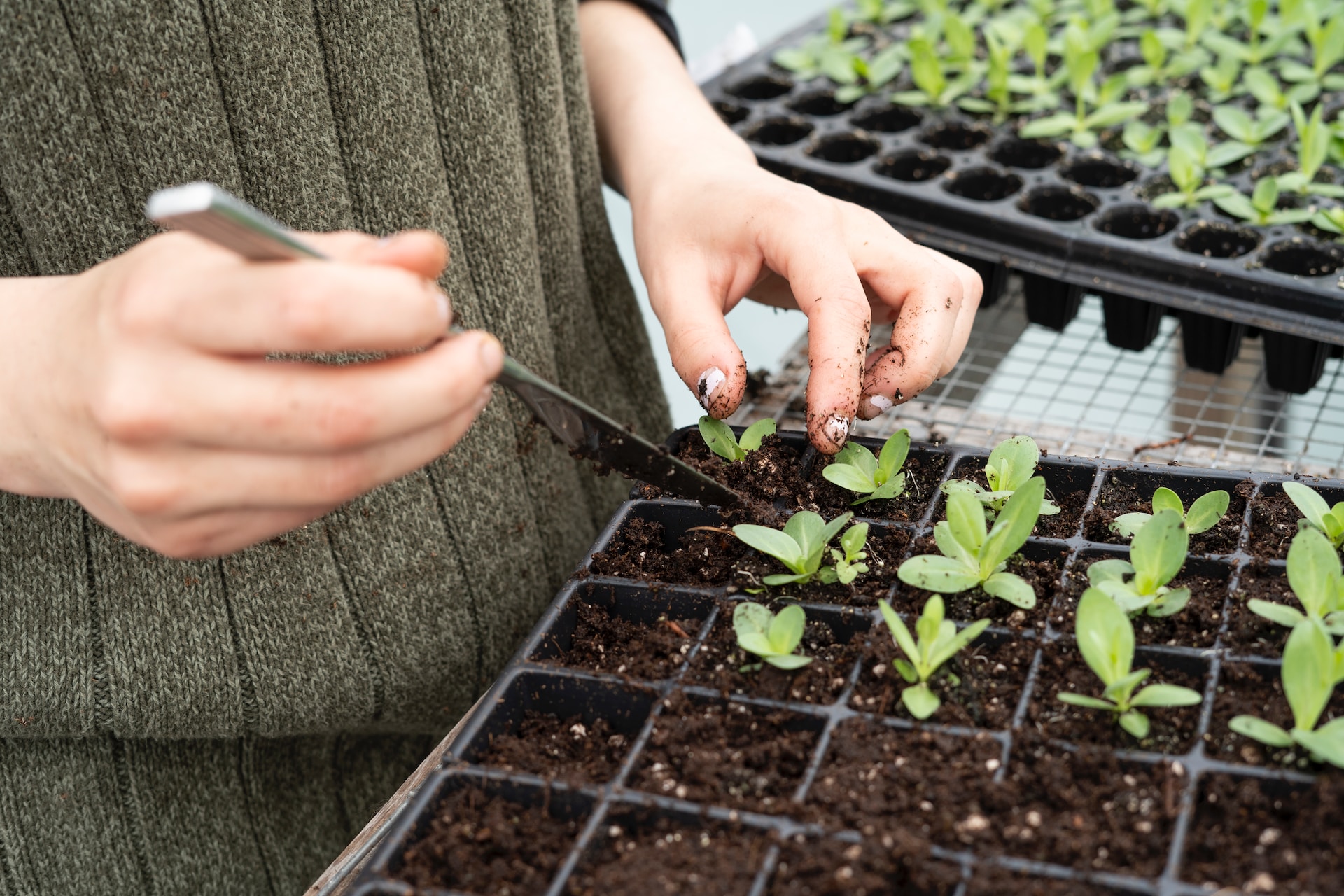 Person using knife to remove plant from a container